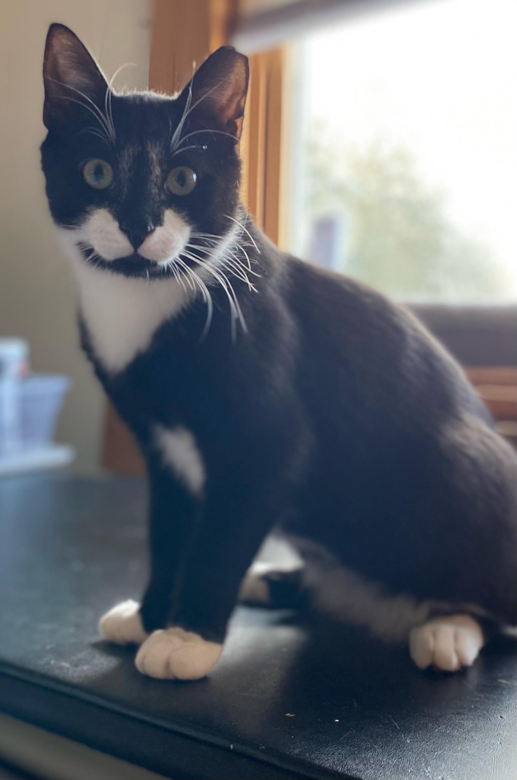 Sir Tux, a Adopted Domestic Short Hair in Staten Island , NY image 3/4