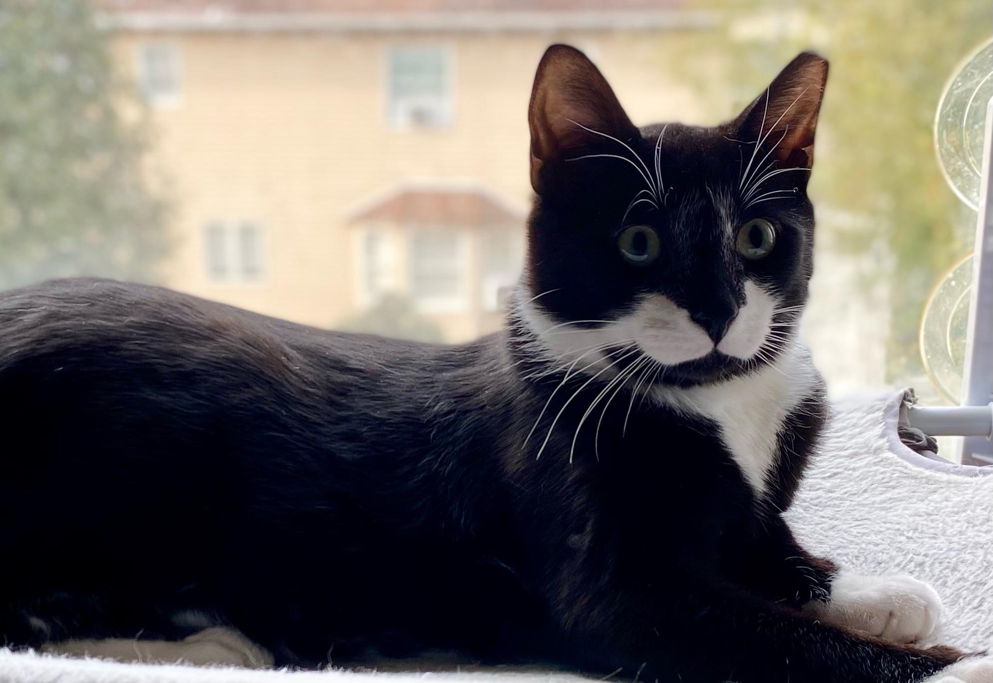 Sir Tux, a Adopted Domestic Short Hair in Staten Island , NY image 4/4