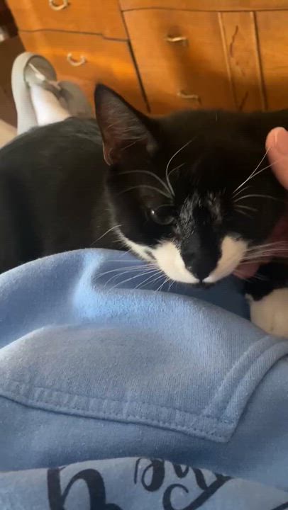 Enlarge Sir Tux, a Adopted Domestic Short Hair in Staten Island , NY video 2/4