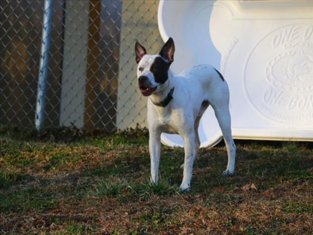 JEEP, Adoptable, Young Male American Bulldog & Australian Cattle Dog / Blue Heeler.