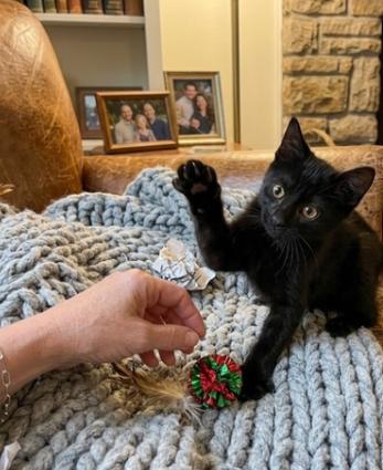 Sebastian, an adoptable American Shorthair in Union City, NJ image 2/5
