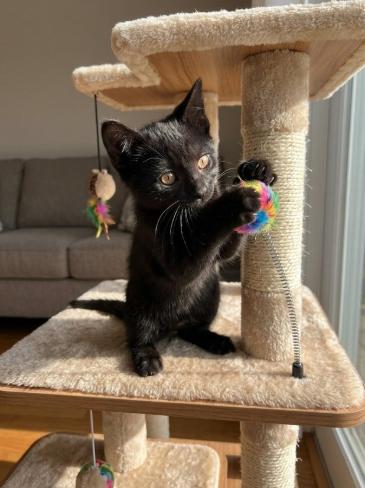 Sebastian, adoptable, Kitten Male American Shorthair.