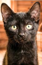 Enlarge Violet, a Adoptable American Shorthair in Union City, NJ image 2/5