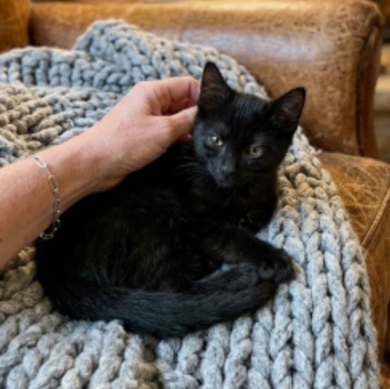 Sebastian, an adoptable American Shorthair in Union City, NJ image 4/5