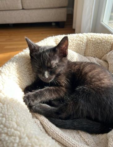 Sebastian, an adoptable American Shorthair in Union City, NJ image 3/5
