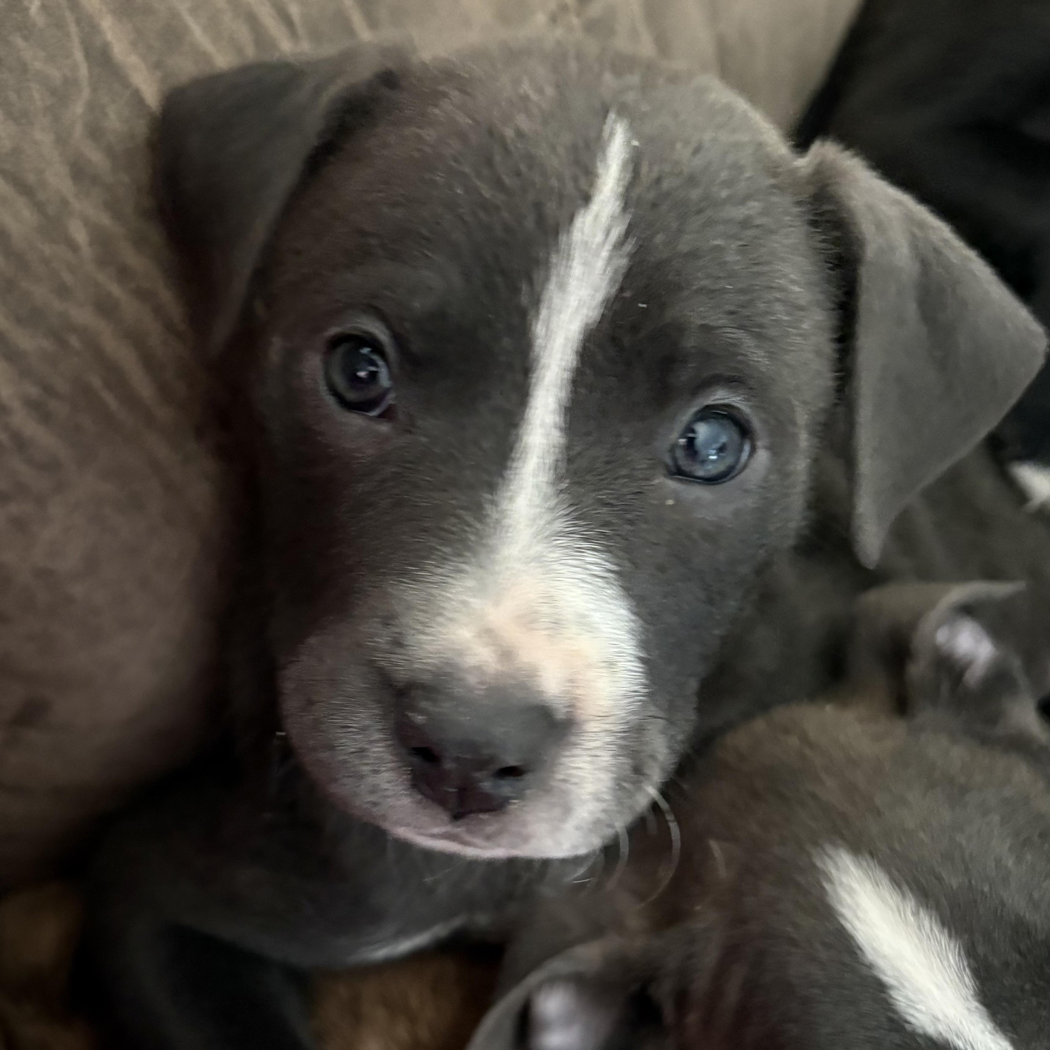 Daphne, a ADOPTABLE Mixed Breed in Kenosha, WI image 3/4