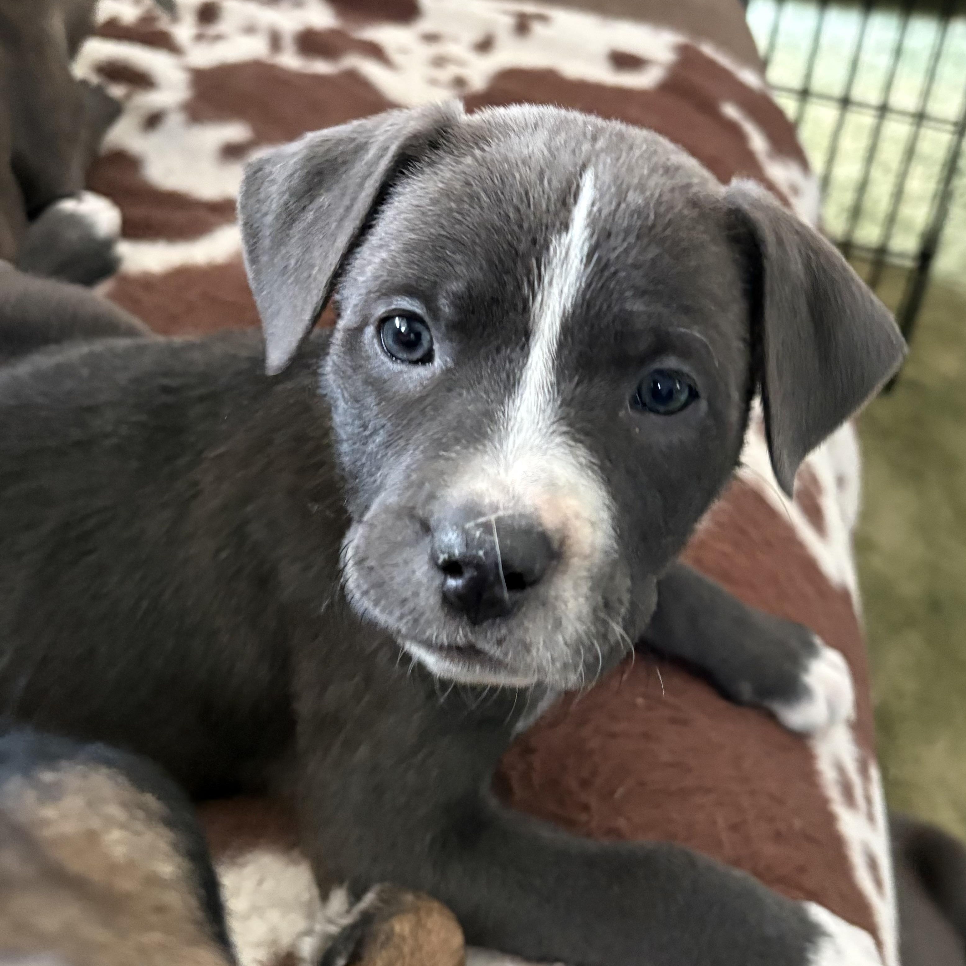 Daphne, a ADOPTABLE Mixed Breed in Kenosha, WI image 2/4