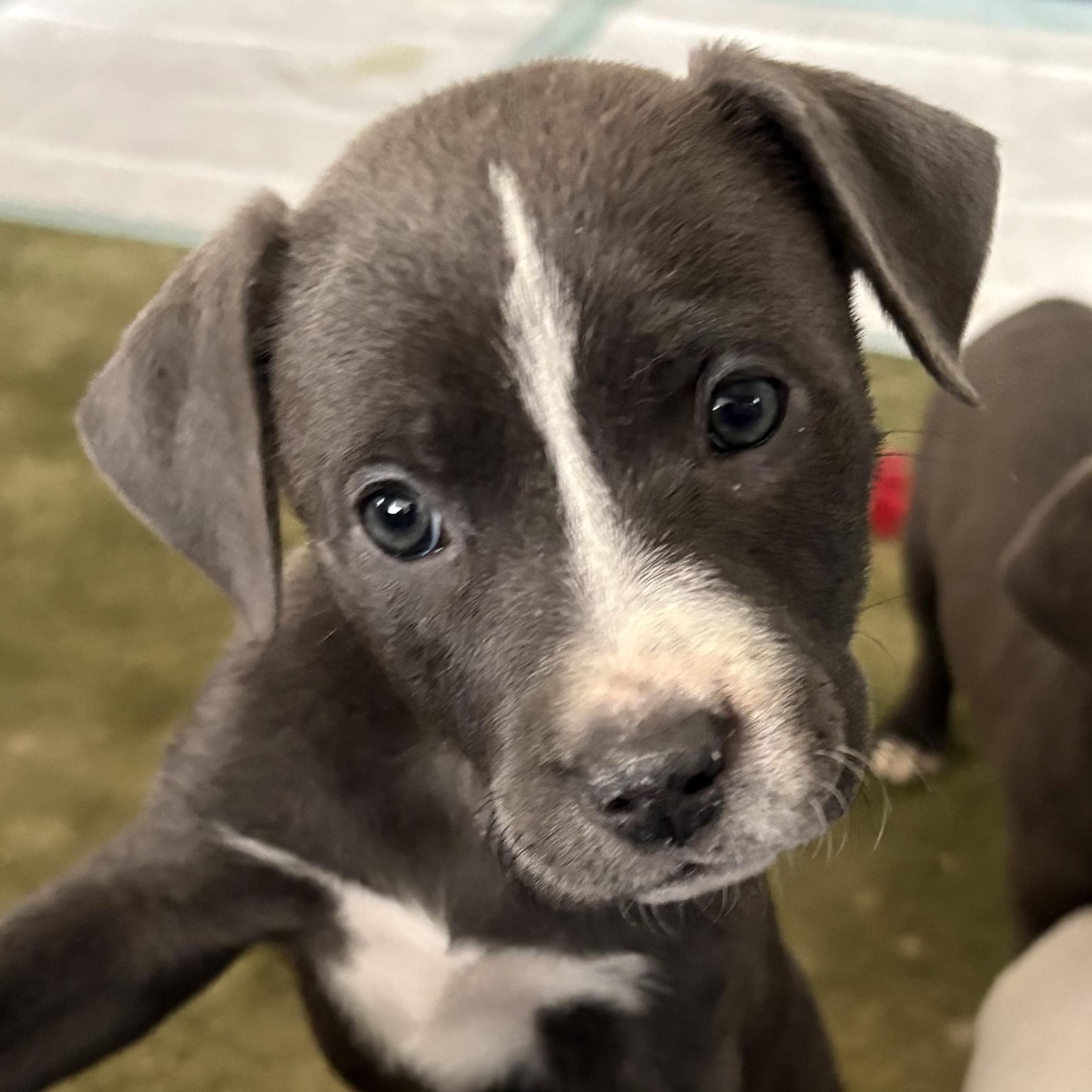 Daphne, a ADOPTABLE Mixed Breed in Kenosha, WI image 1/4