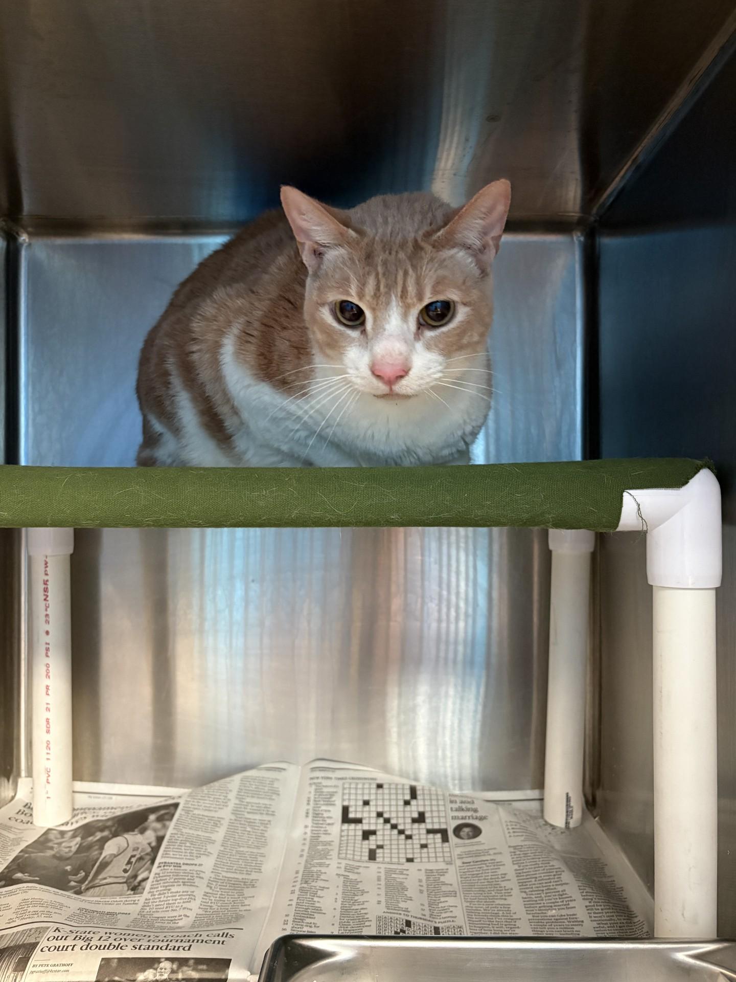 Enlarge 26-0180 "Benji", a Adoptable mixed breed in Leavenworth, KS image 1/1