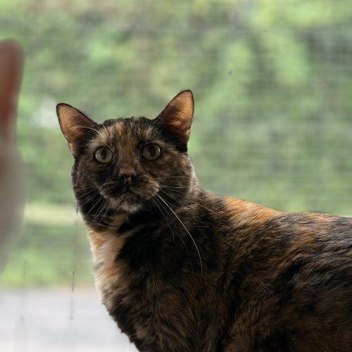 Woods, Adoptable, Adult Female Domestic Short Hair.