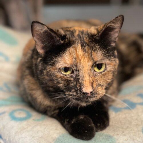 Enlarge Woods, a Adoptable Domestic Short Hair in Tipp City, OH image 1/5
