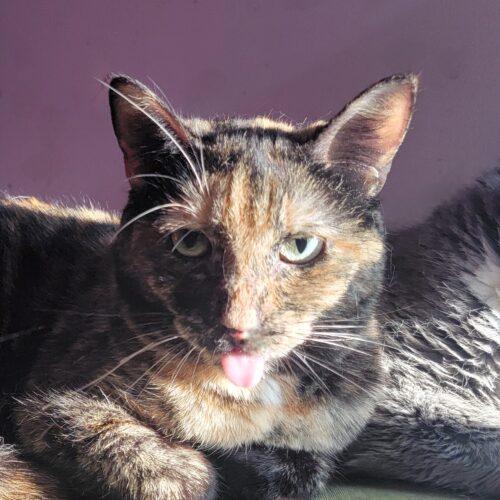 Enlarge Woods, a Adoptable Domestic Short Hair in Tipp City, OH image 2/5