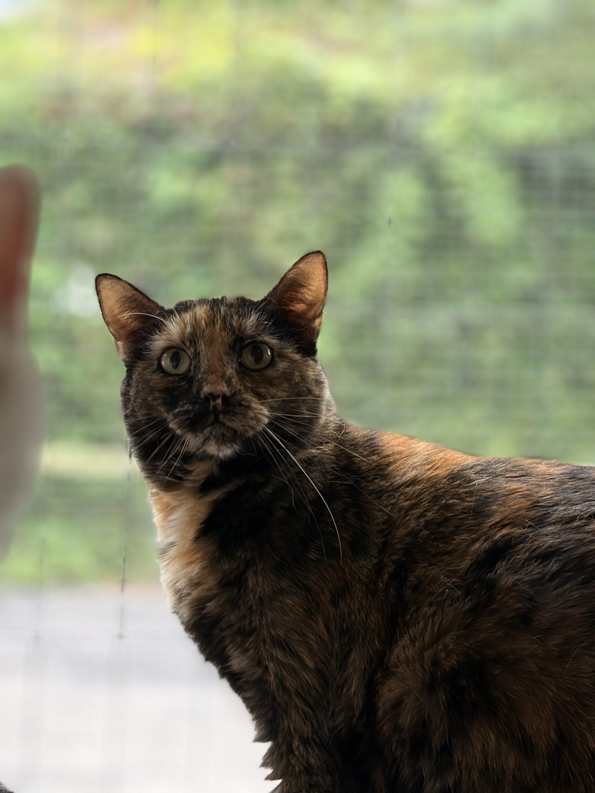 Woods, a Adoptable Domestic Short Hair in Tipp City, OH image 3/6