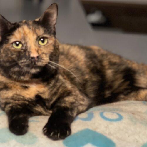 Enlarge Woods, a Adoptable Domestic Short Hair in Tipp City, OH image 3/5