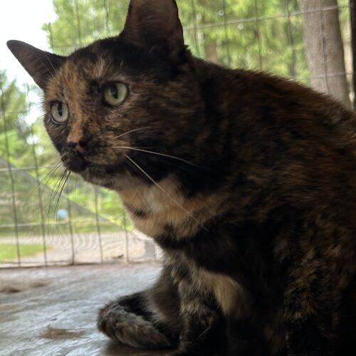 Enlarge Woods, a Adoptable Domestic Short Hair in Tipp City, OH image 4/5