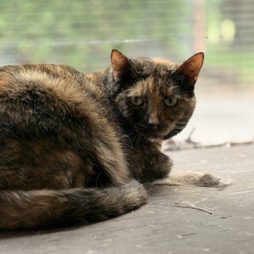 Enlarge Woods, a Adoptable Domestic Short Hair in Tipp City, OH image 5/5