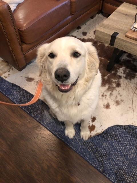 Enlarge Al Pacino, a Adoptable mixed breed in Whitewright, TX image 1/3