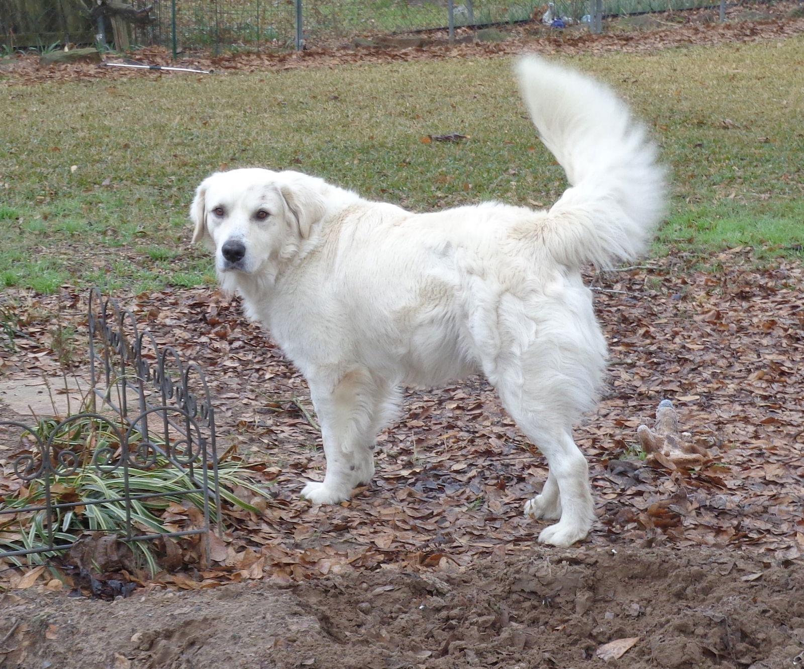 Enlarge Al Pacino, a Adoptable mixed breed in Whitewright, TX image 2/3