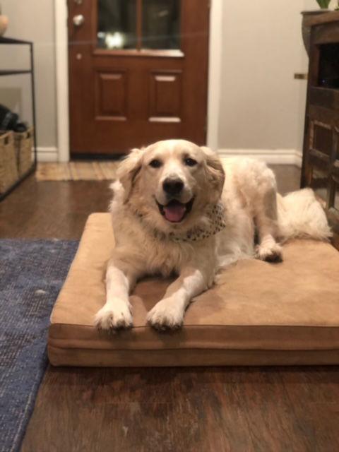 Enlarge Al Pacino, a Adoptable mixed breed in Whitewright, TX image 3/3