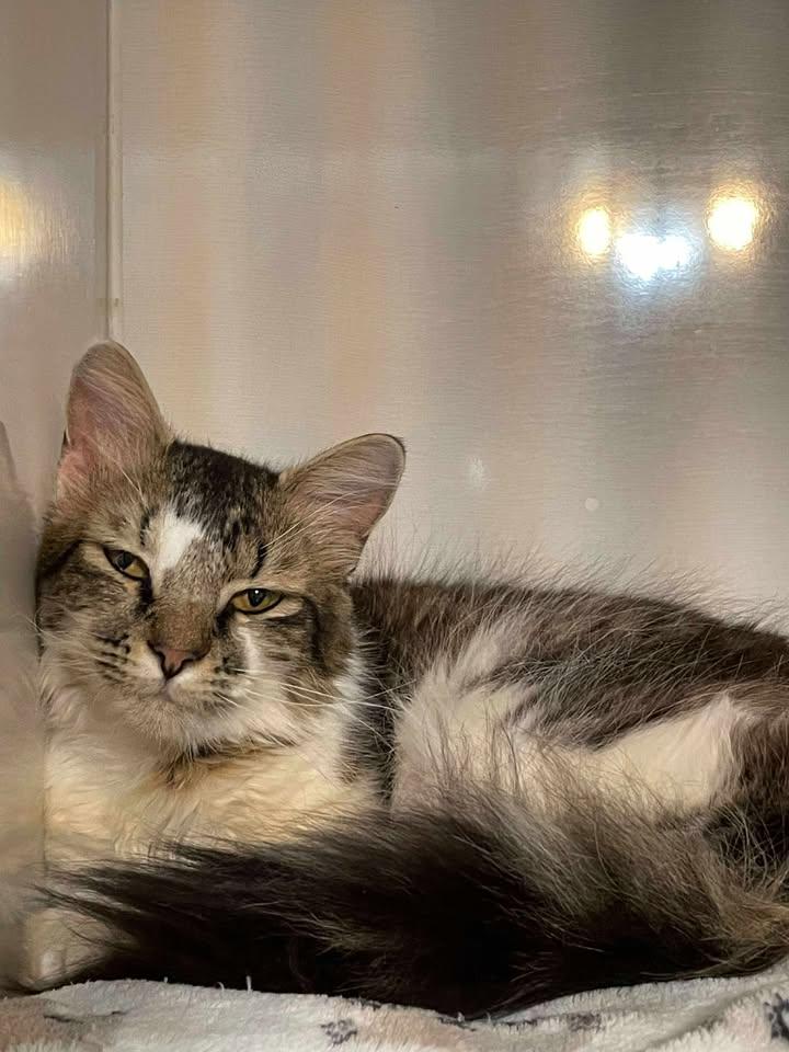 Lumen, an adoptable Domestic Long Hair in Arthurette, NB, E7H 4C2 | Photo Image 1