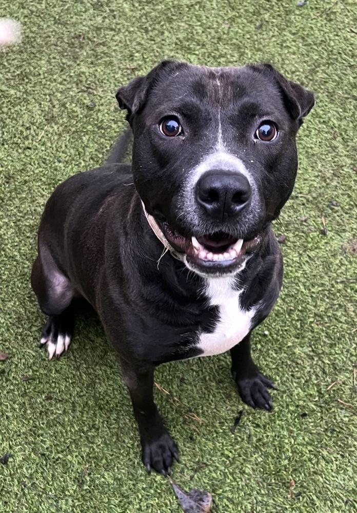 Hazel, Adoptable, Adult Female Mixed Breed.