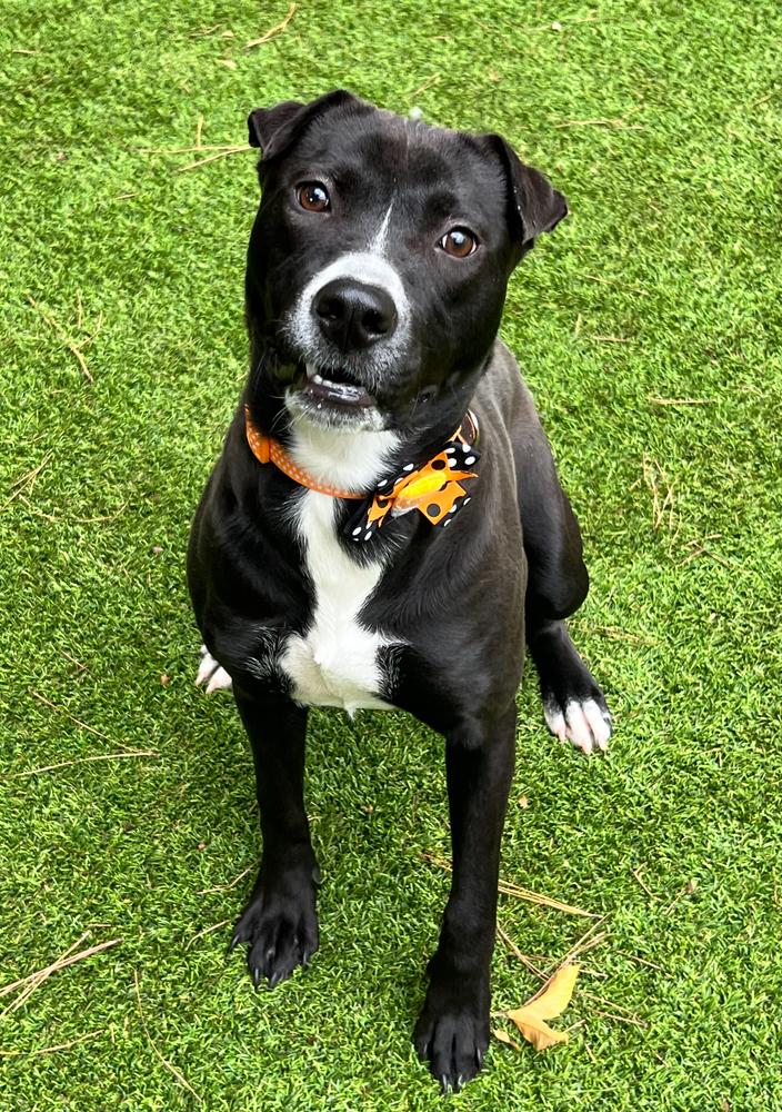 Hazel, a Adoptable mixed breed in Dunwoody, GA image 2/4