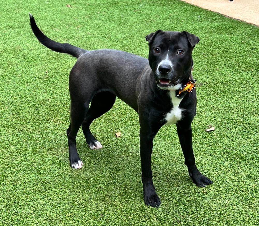 Hazel, a Adoptable mixed breed in Dunwoody, GA image 4/4