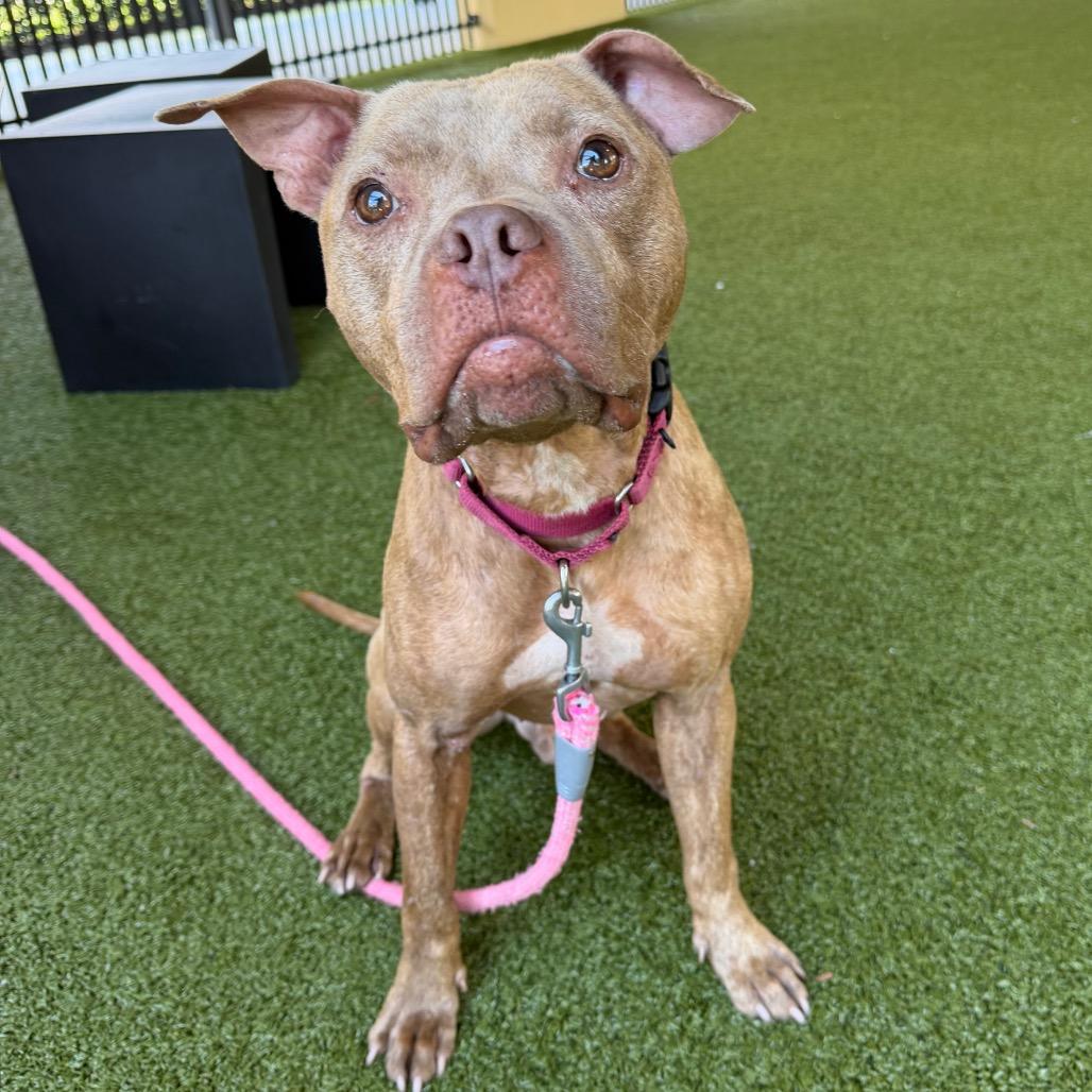 Budderball, Adoptable, Adult Male American Bulldog & Boxer.
