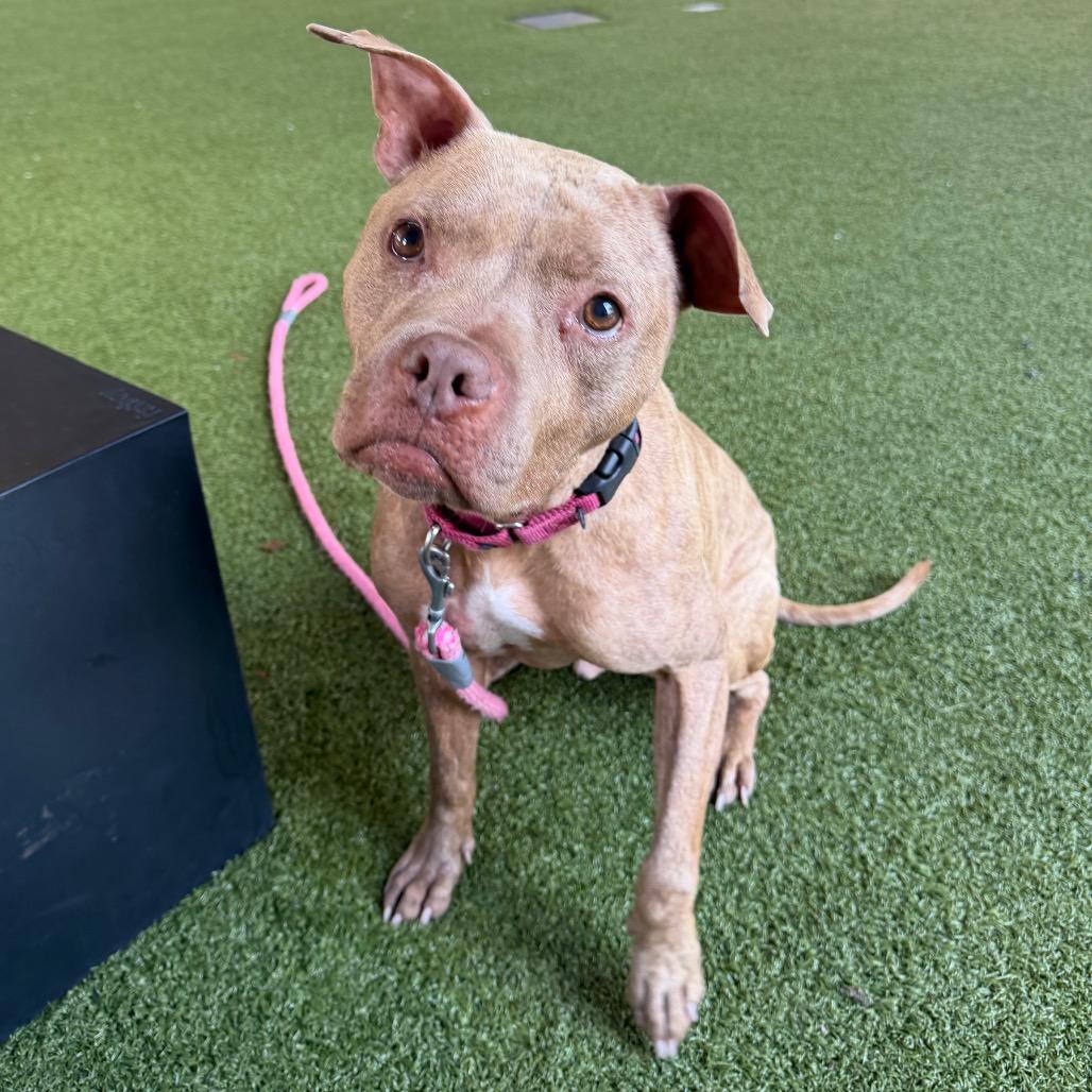 Enlarge Budderball, a Adoptable mixed breed in West Palm Beach, FL image 2/6