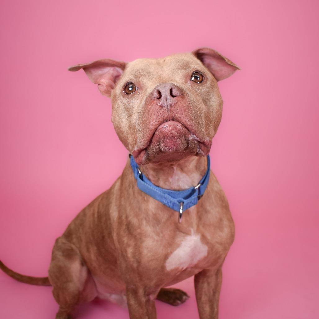 Enlarge Budderball, a Adoptable mixed breed in West Palm Beach, FL image 3/6