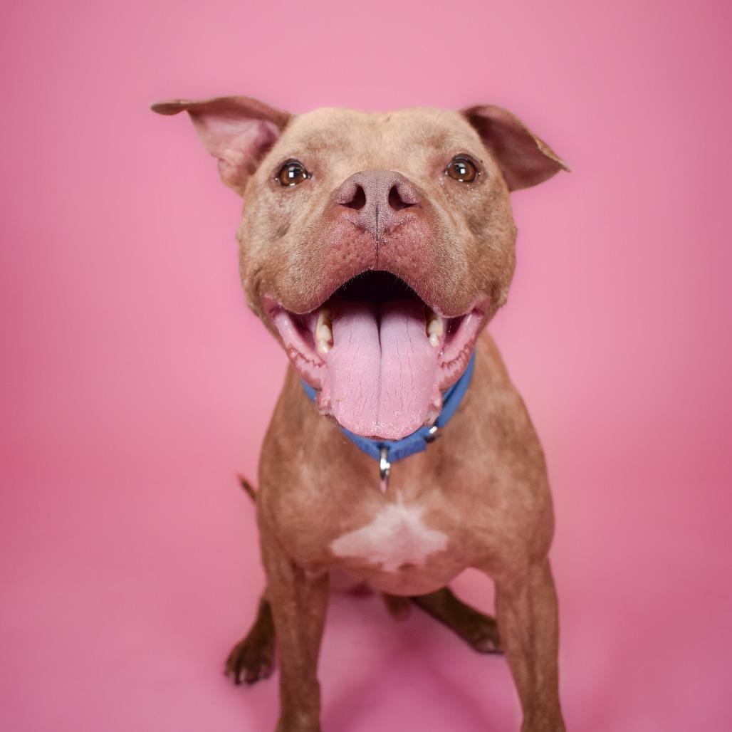 Enlarge Budderball, a Adoptable mixed breed in West Palm Beach, FL image 4/6