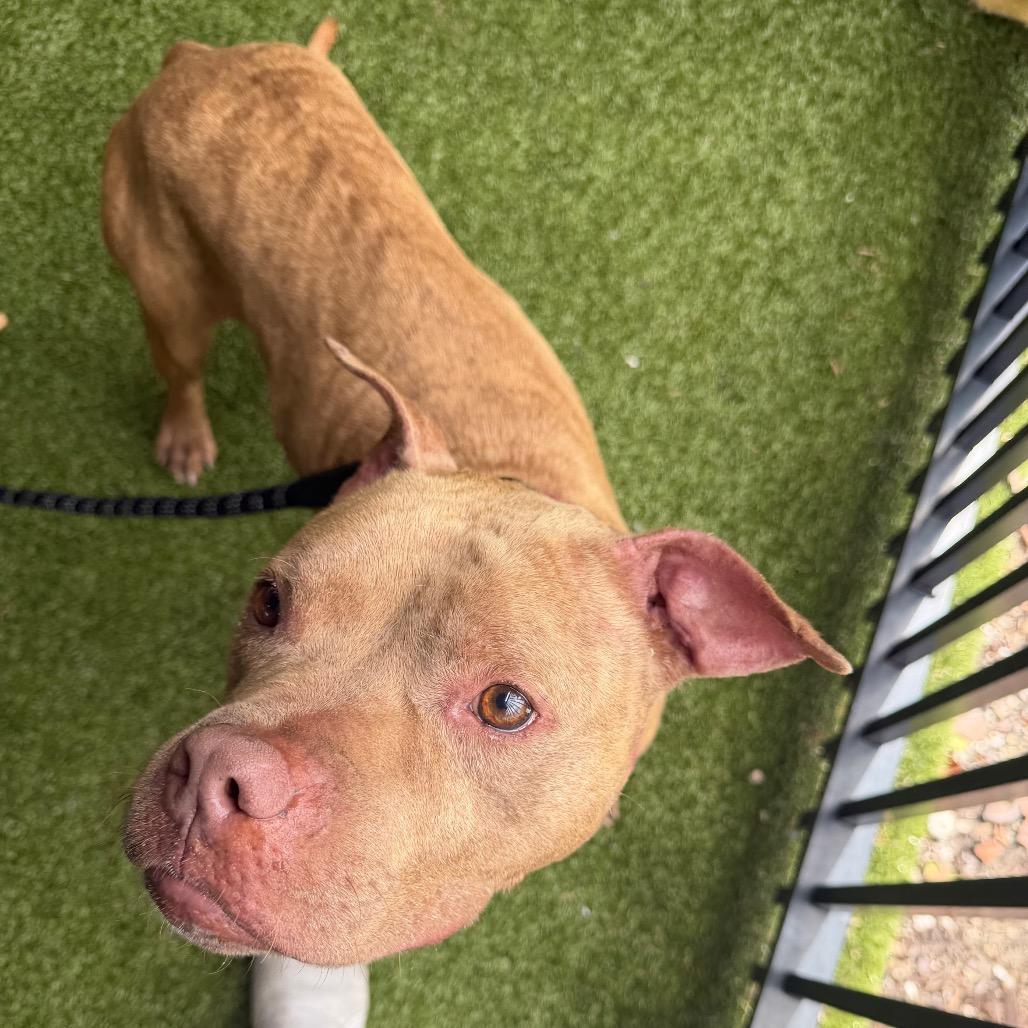 Enlarge Budderball, a Adoptable mixed breed in West Palm Beach, FL image 5/6
