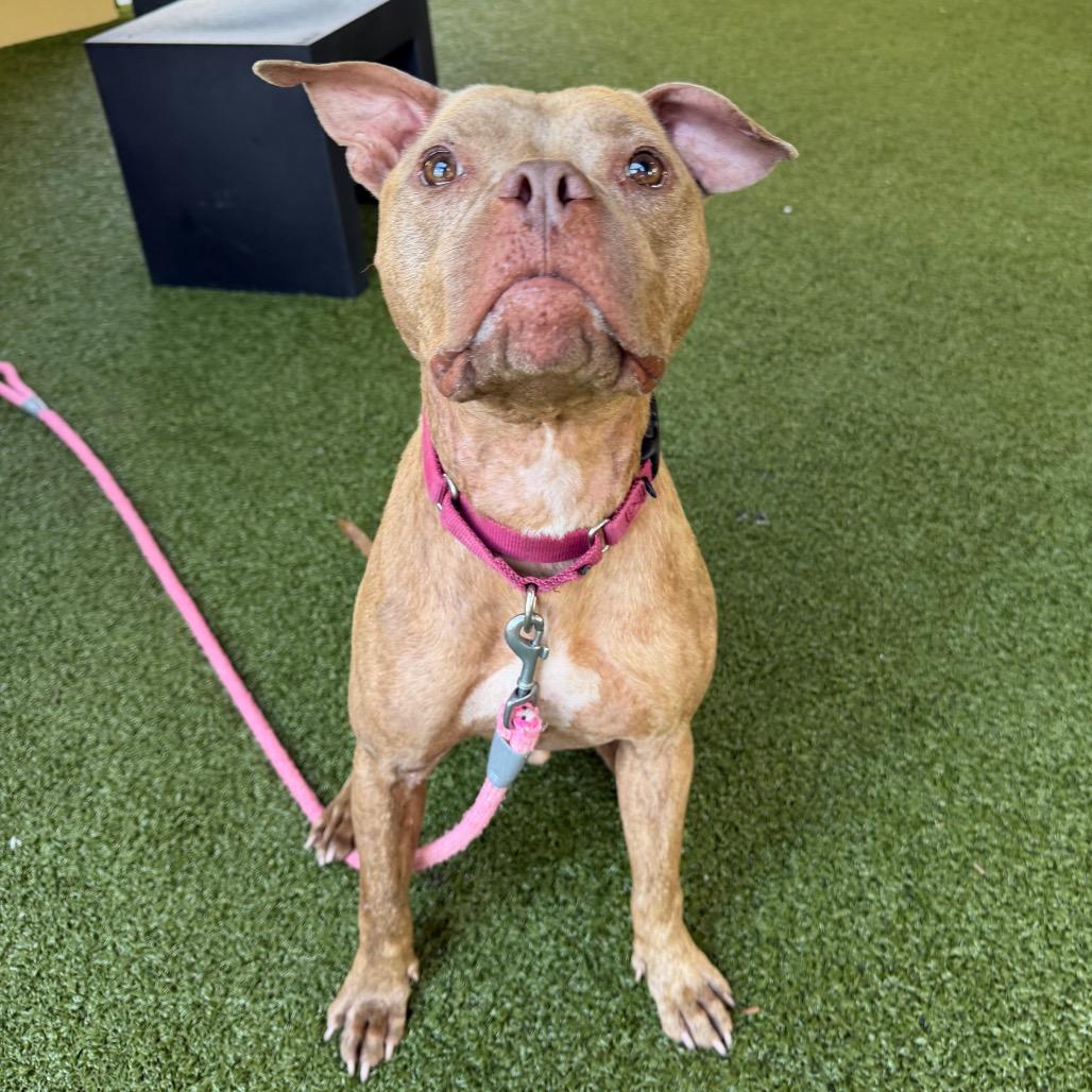 Enlarge Budderball, a Adoptable mixed breed in West Palm Beach, FL image 6/6