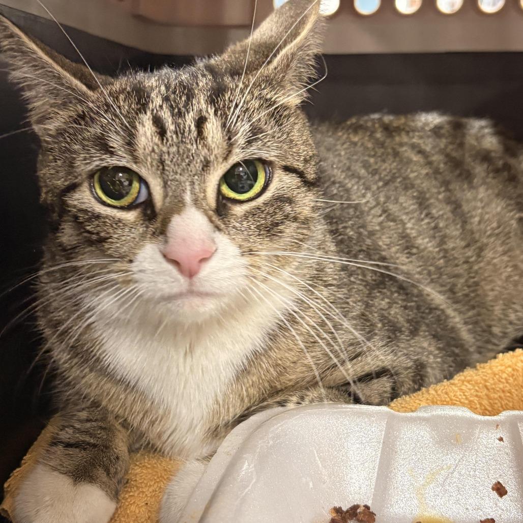 Enlarge Luli, a Adoptable Domestic Short Hair in Weimar, CA image 1/1