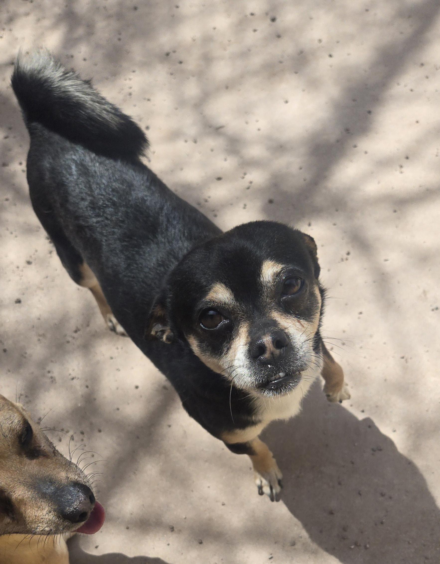 Juanito Bone-ito, a Adoptable mixed breed in Nogales, AZ image 1/6