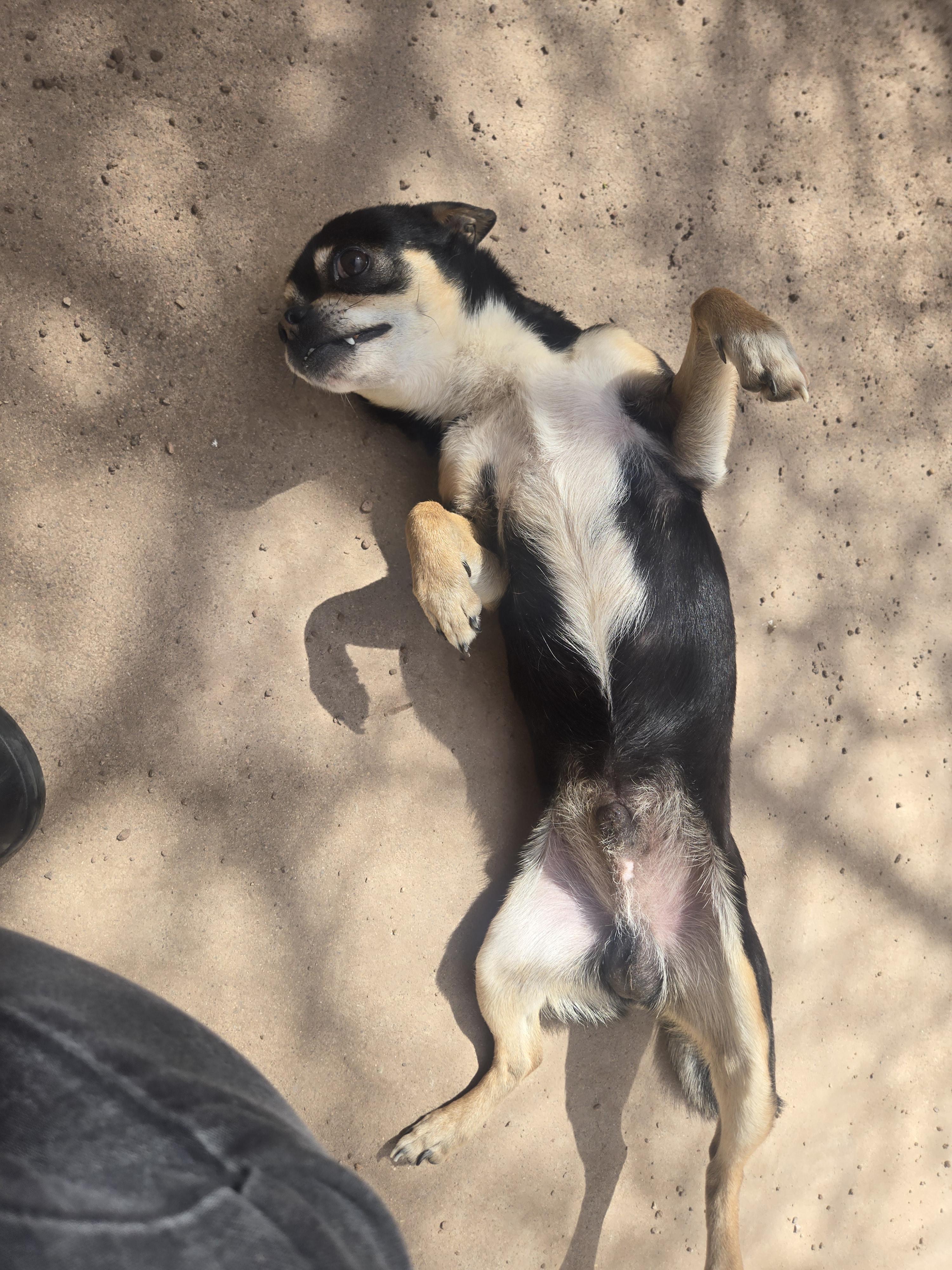Juanito Bone-ito, a Adoptable mixed breed in Nogales, AZ image 2/6