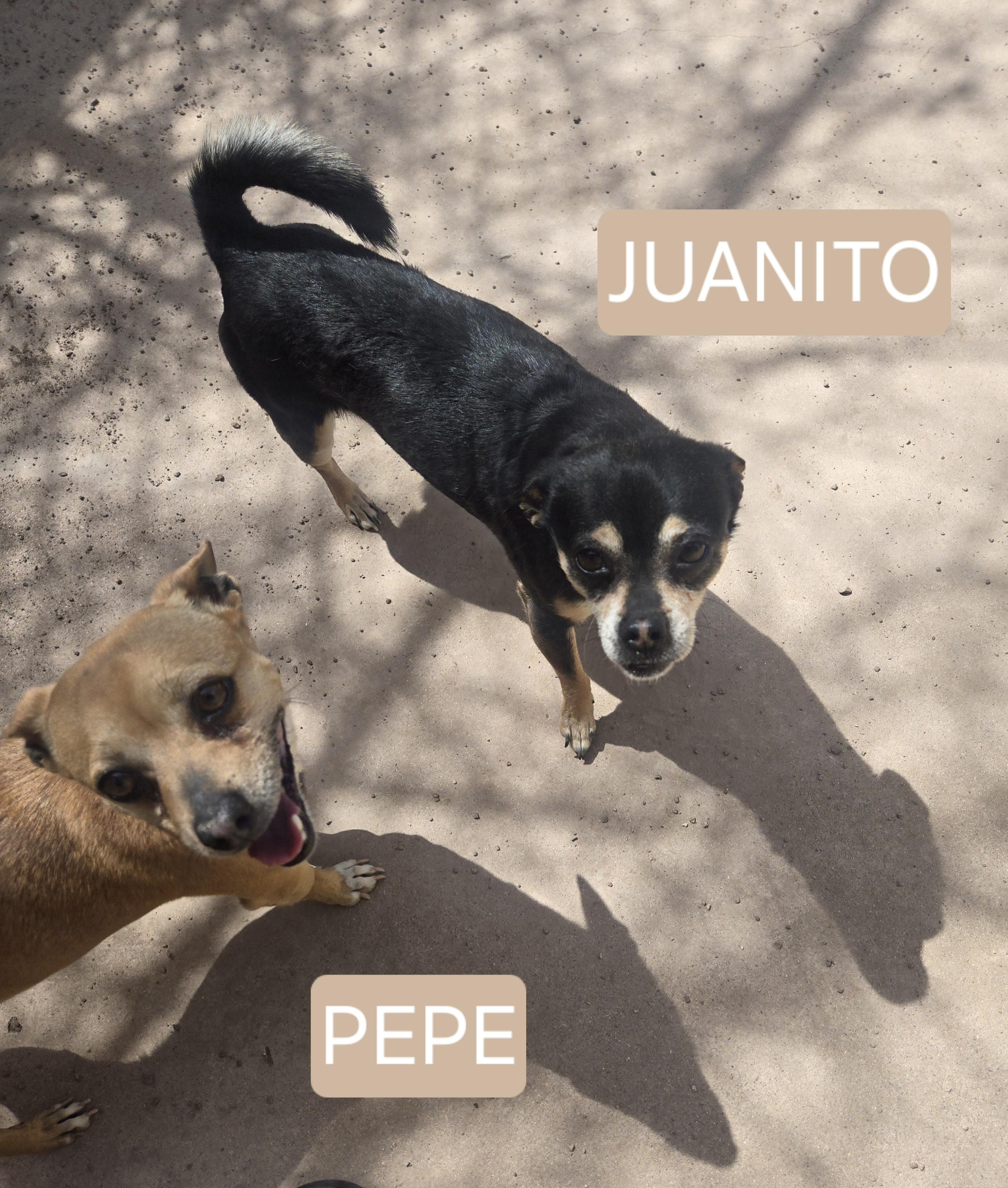 Juanito Bone-ito, a Adoptable mixed breed in Nogales, AZ image 3/6