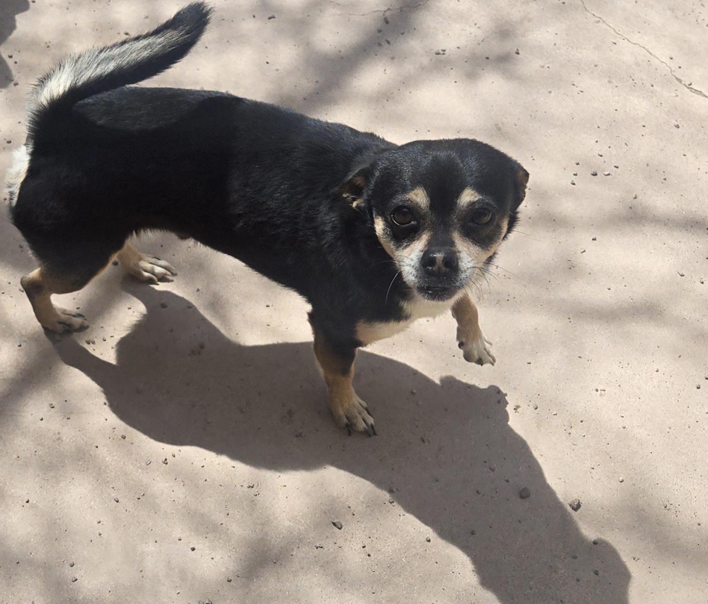 Juanito Bone-ito, a Adoptable mixed breed in Nogales, AZ image 4/6