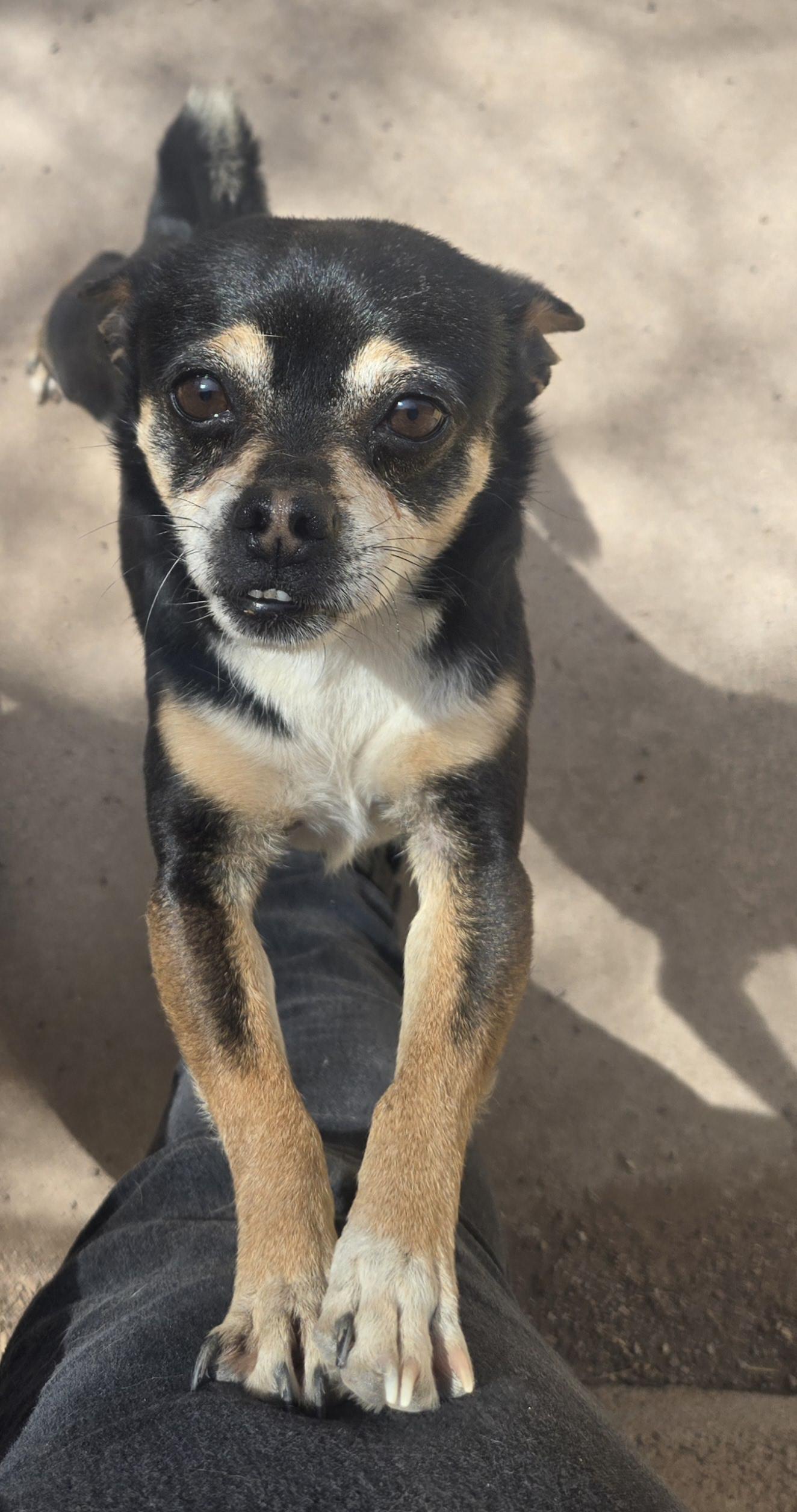 Juanito Bone-ito, a Adoptable mixed breed in Nogales, AZ image 5/6