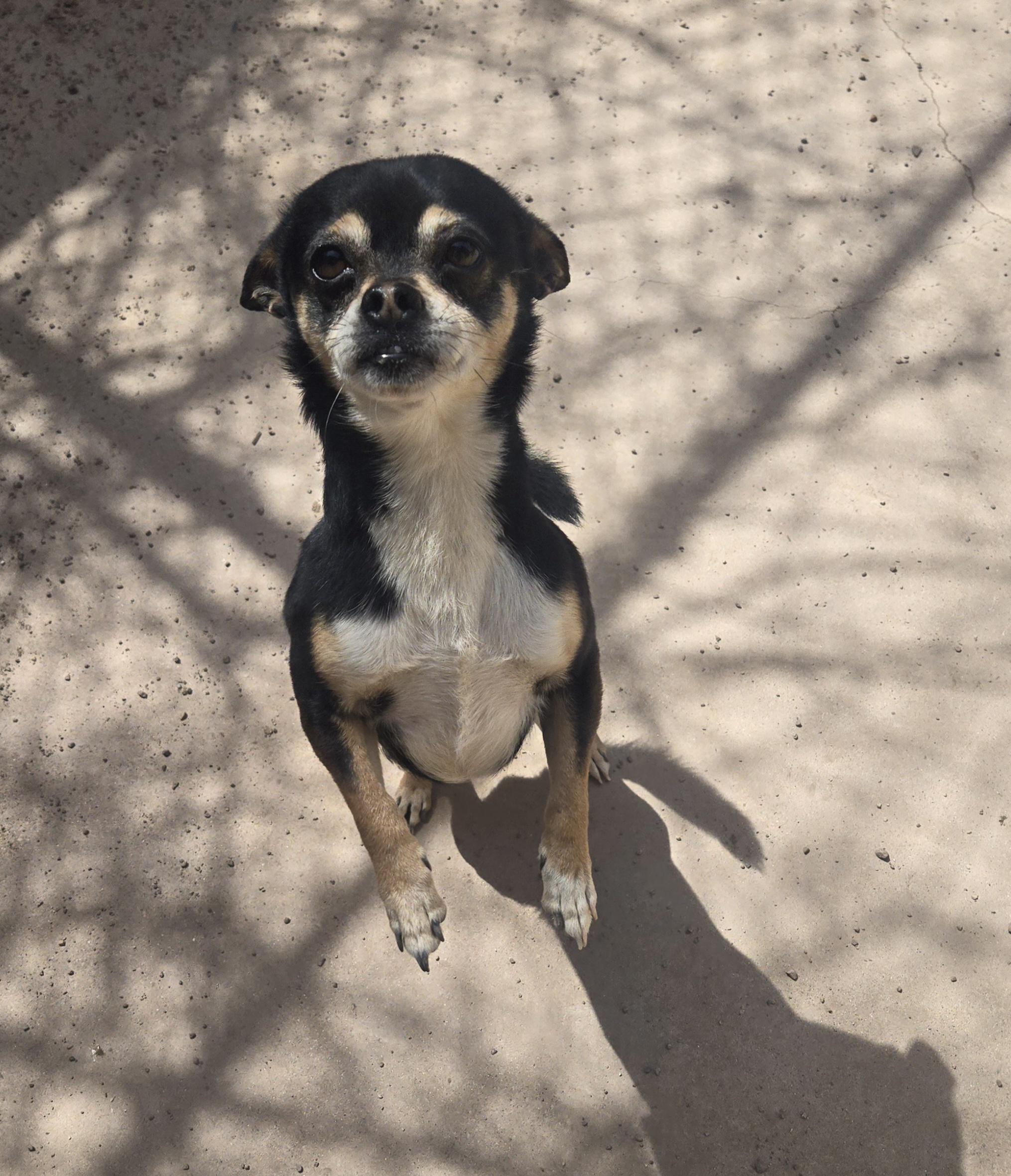 Juanito Bone-ito, a Adoptable mixed breed in Nogales, AZ image 6/6