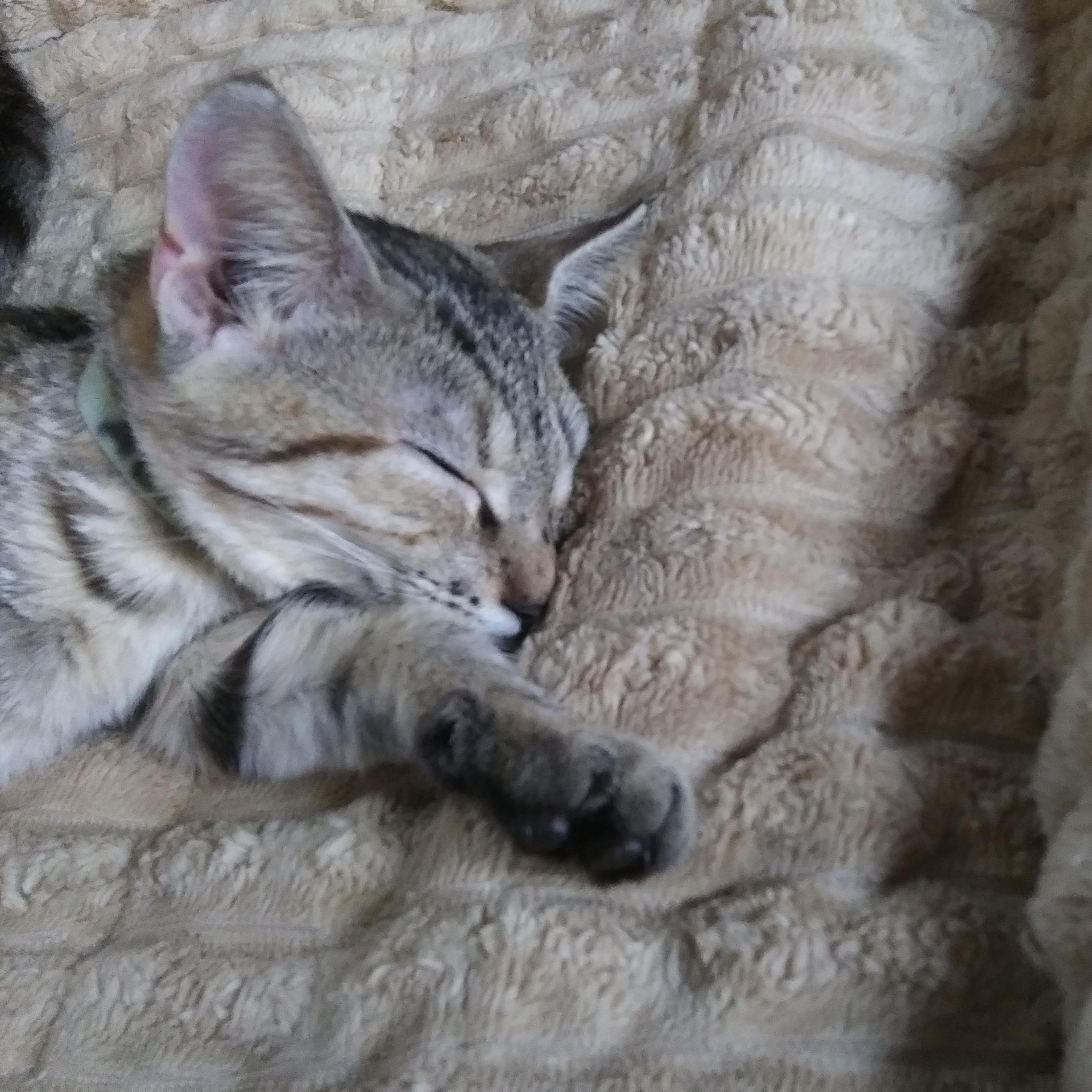 Enlarge Almond, a Adopted Domestic Short Hair in Port Wentworth, GA image 2/3
