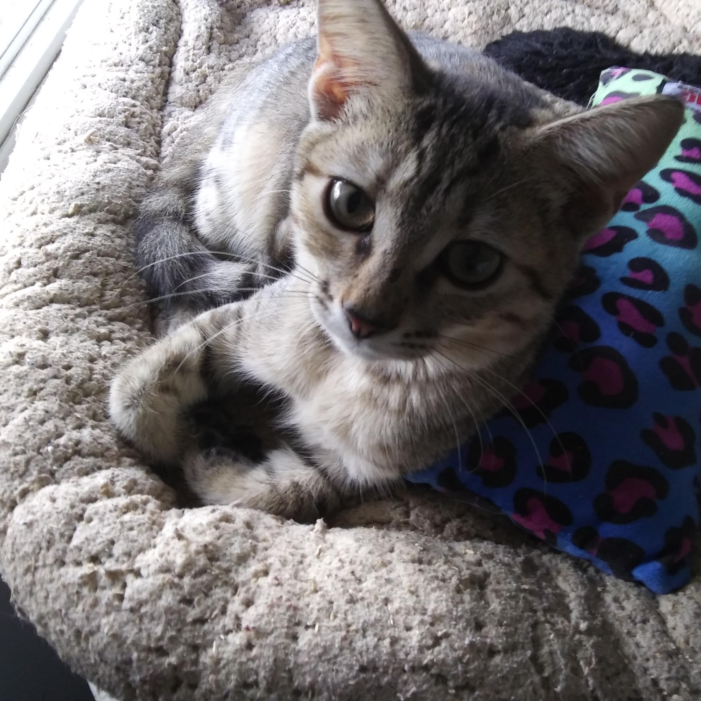 Almond, Adopted, Kitten Female Domestic Short Hair.