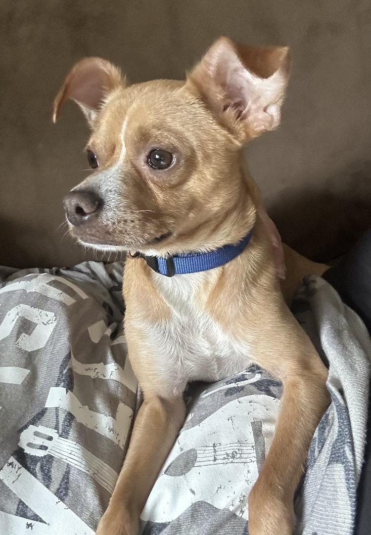 Hammy, Adoptable, Adult Male Chihuahua.