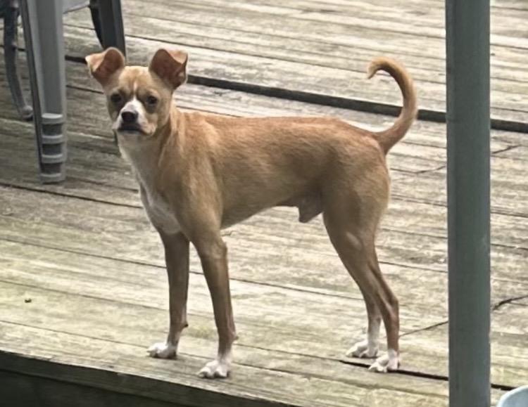 Enlarge Hammy, a Adoptable mixed breed in Columbus, OH image 5/5