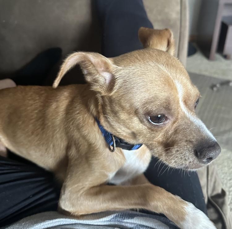 Enlarge Hammy, a Adoptable mixed breed in Columbus, OH image 3/5