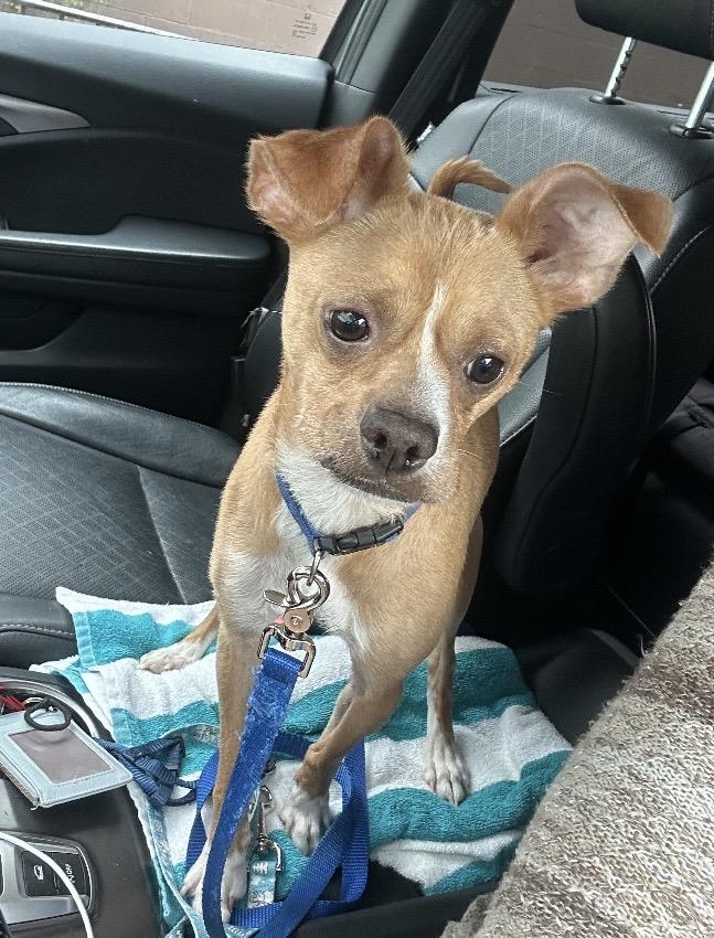 Enlarge Hammy, a Adoptable mixed breed in Columbus, OH image 2/5