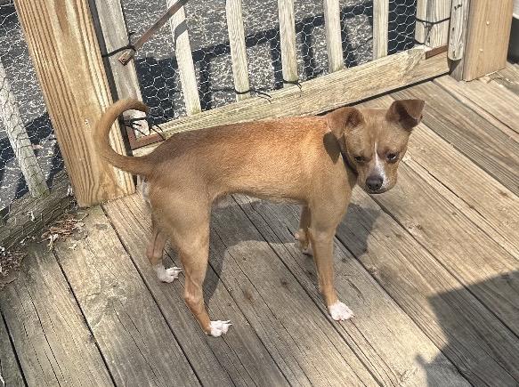 Enlarge Hammy, a Adoptable mixed breed in Columbus, OH image 4/5
