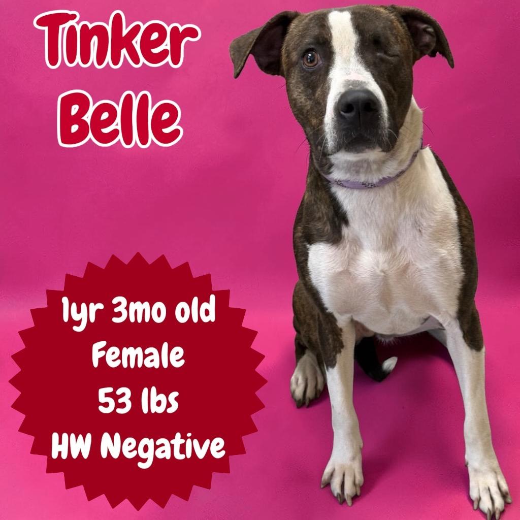 Tinker Belle, Adoptable, Young Female Pit Bull Terrier.