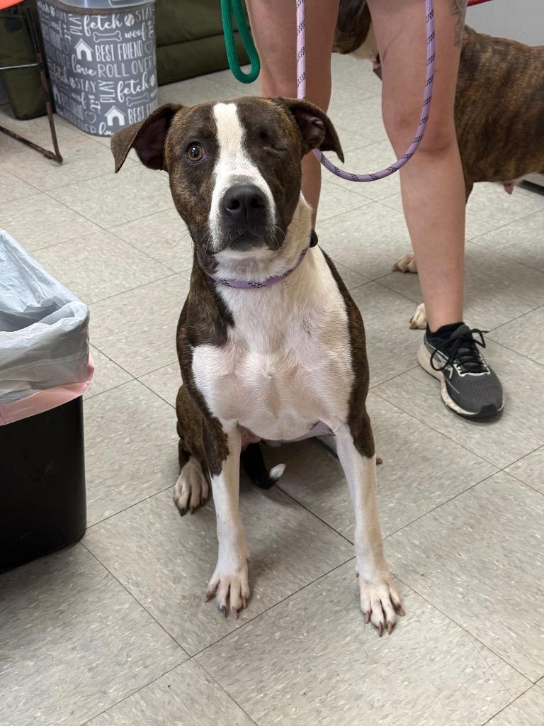 Enlarge Tinker Belle, a Adoptable Pit Bull Terrier in Sorrento, LA image 2/2