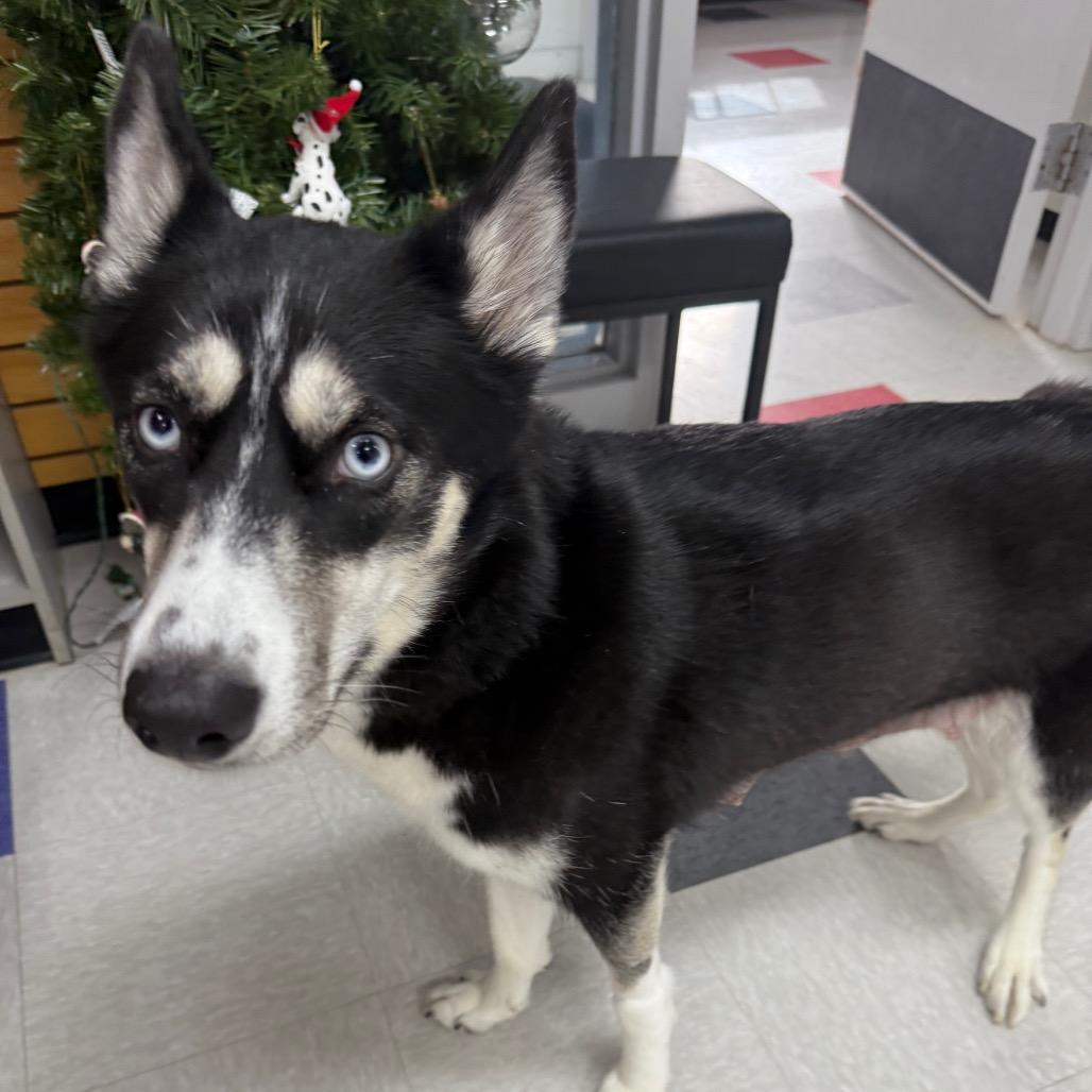 Enlarge Maggie, a Adoptable Husky in Dixon, IL image 2/2